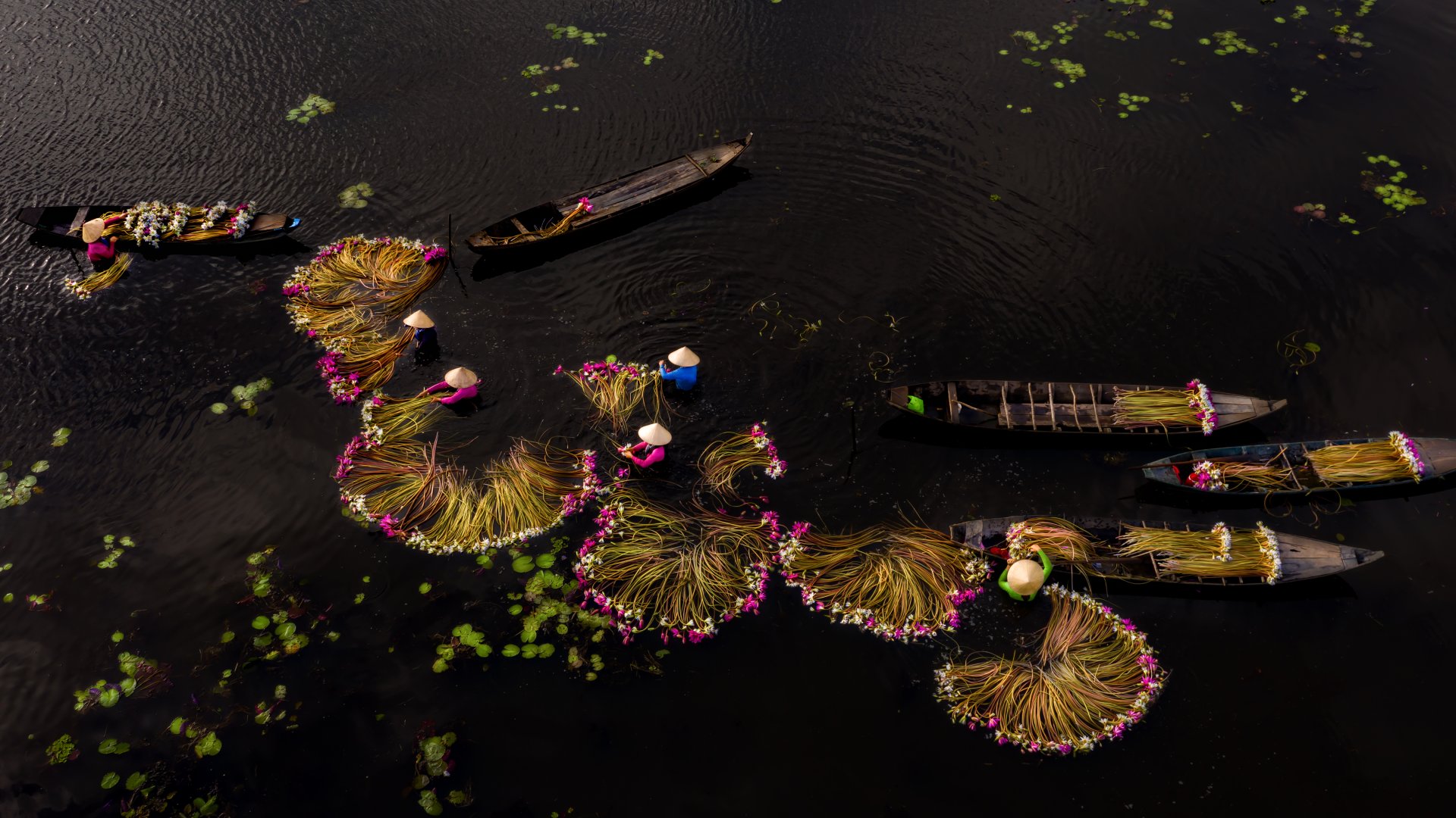 aerial view of Vietnam's Mekong Delta, with massive water lilies and traditional fisherman fishing with nets