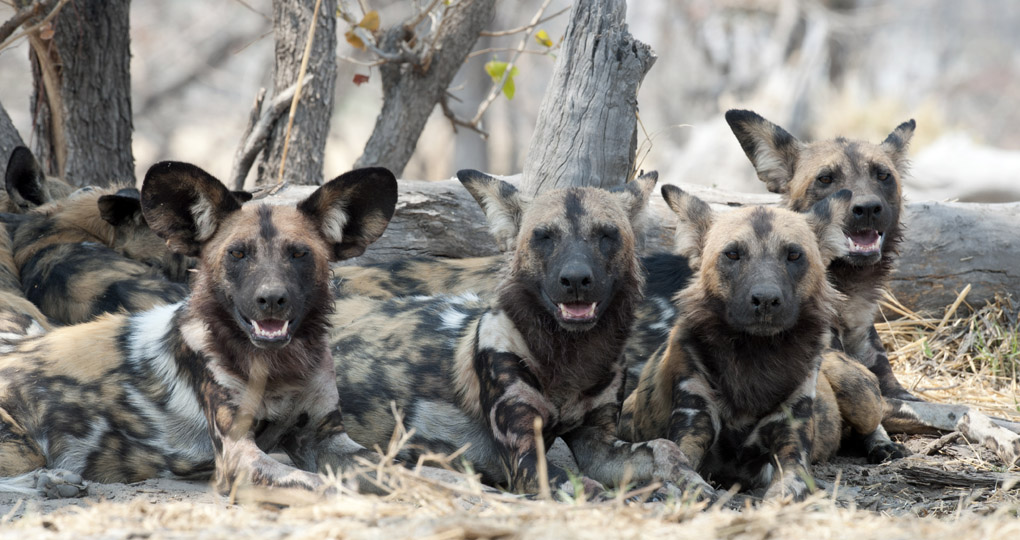 African Wild Dogs in Botswana's Okavango Delta African Wild Dogs in Botswana's Okavango Delta
