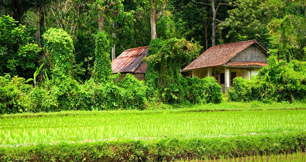 Rice fields surround Ubud Rice fields surround Ubud