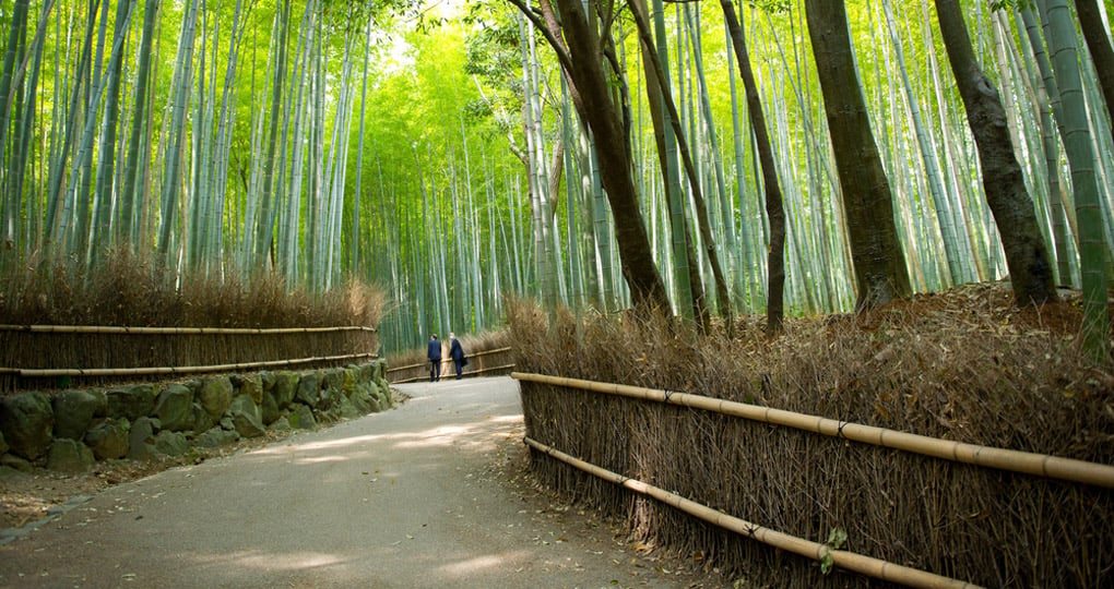 Bamboo path Bamboo path