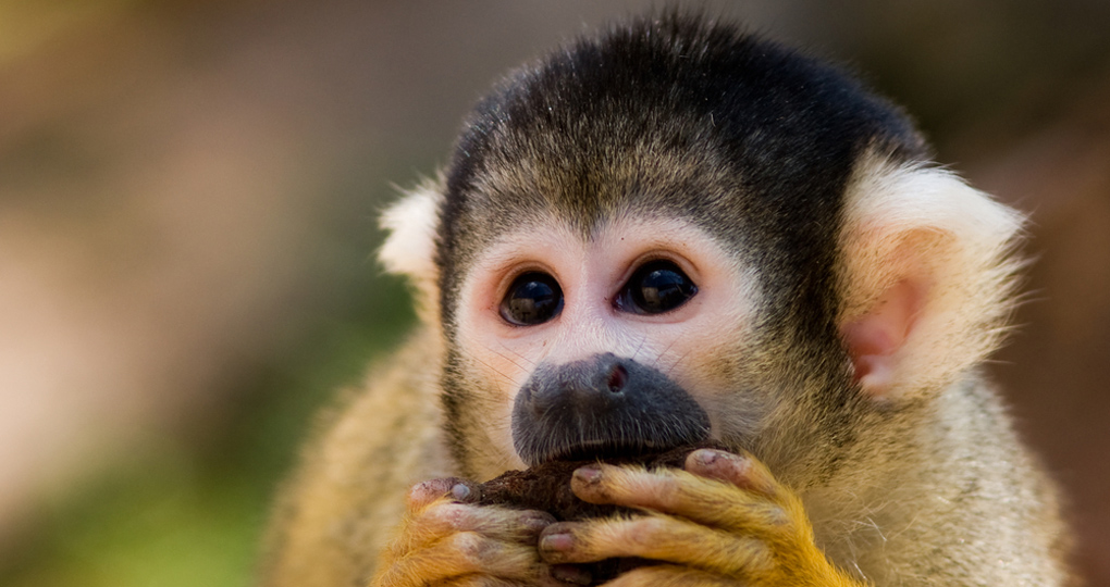 A Central American Squirrel Monkey 