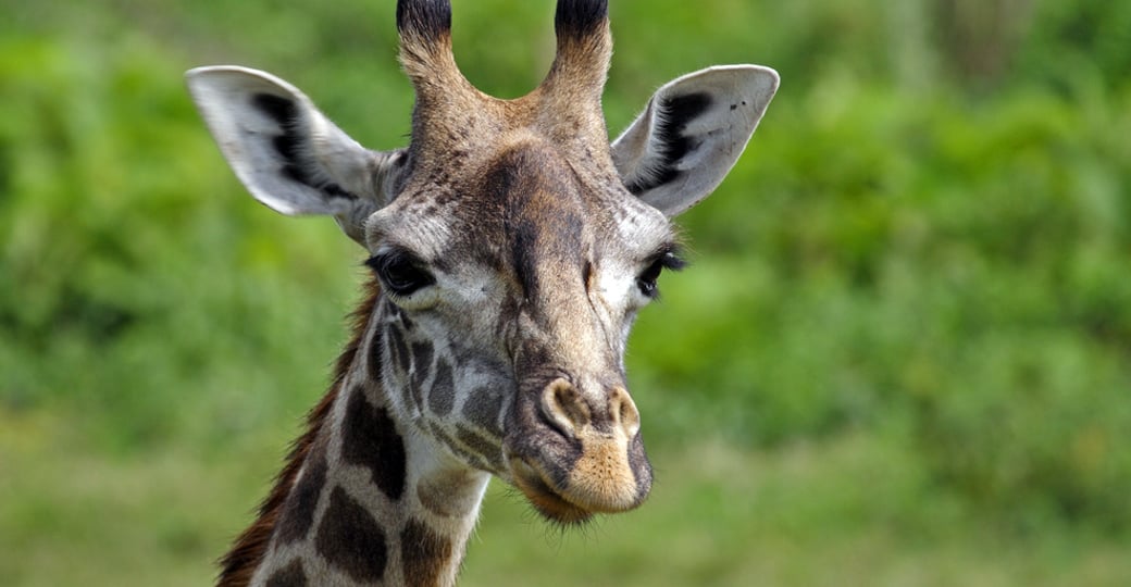 A close-up of a giraffe in Arusha National Park