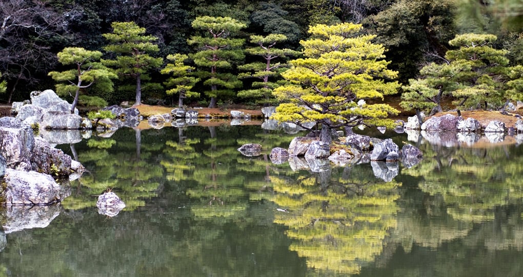Japanese pruned pine trees at Rokuon-ji Temple Japanese pruned pine trees at Rokuon-ji Temple