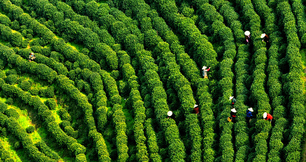 Longjing Tea Plantation Longjing Tea Plantation