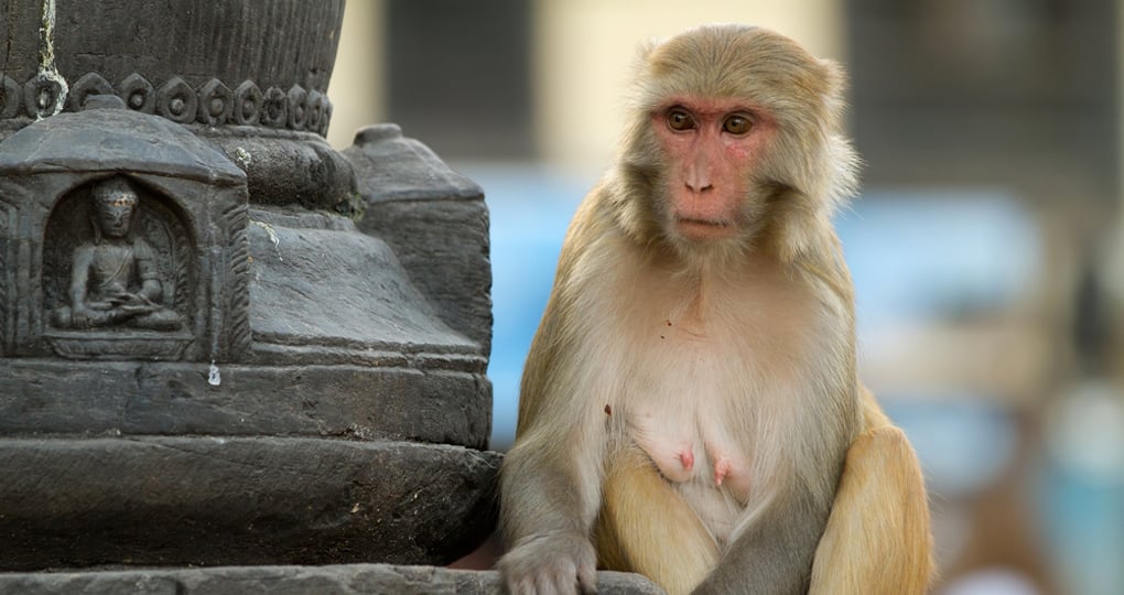 Macaque sitting in the monkey temple Macaque sitting in the monkey temple
