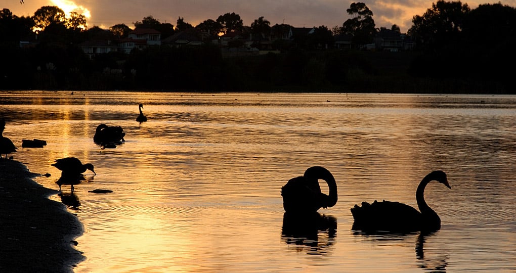 Black swans on Lake Monger