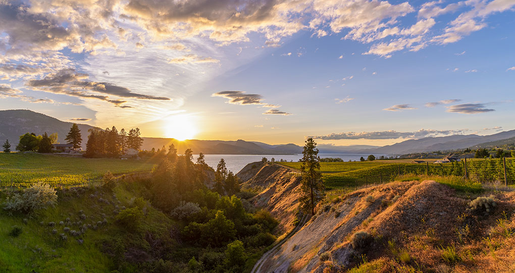 Wine vineyards in the Okanagan Valley