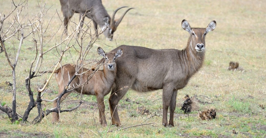 Waterbuck's in Arusha National Park