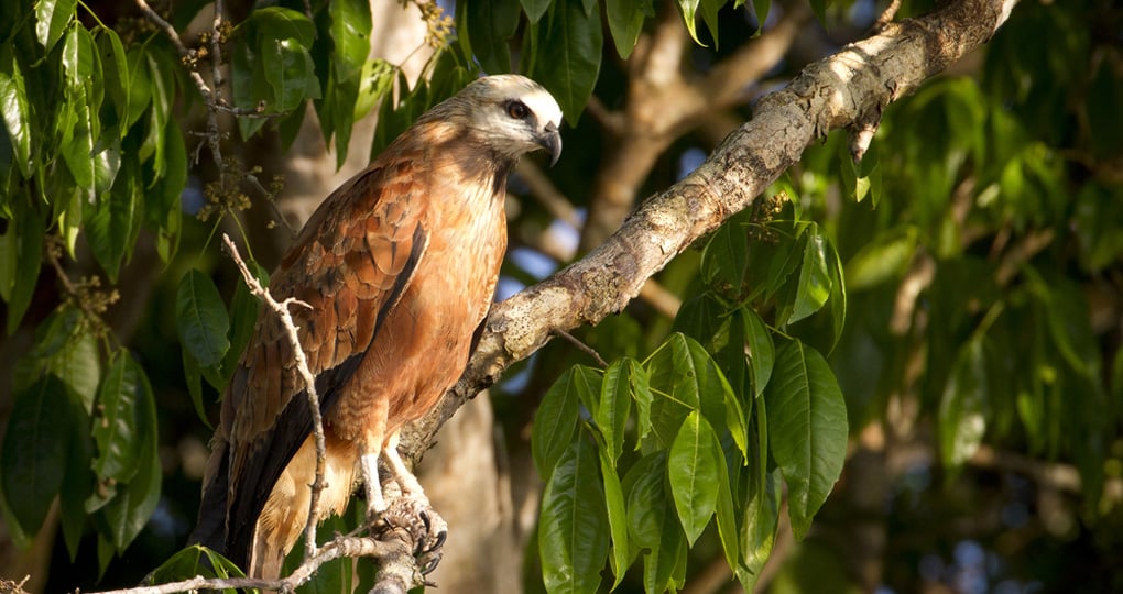 Black-collared Hawk Black-collared Hawk