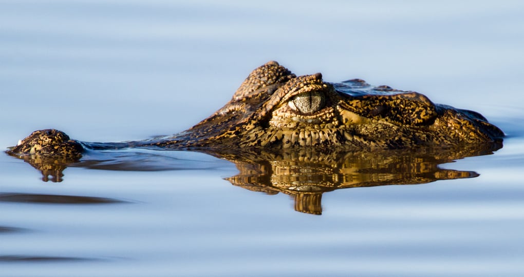 Yacare caiman floating in the pantanal wetlands Yacare caiman floating in the pantanal wetlands