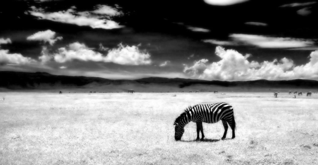 A zebra in Ngorongoro Crater