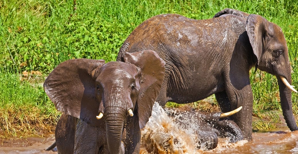 African Elephants in Tarangire National Park - a great photo opportunity while on your Tanzania safari. African Elephants in Tarangire National Park - a great photo opportunity while on your Tanzania safari.