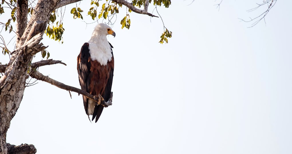 Its more than likely that you will spot a African Fish Eagle on your Botswana safari. Its more than likely that you will spot a African Fish Eagle on your Botswana safari.