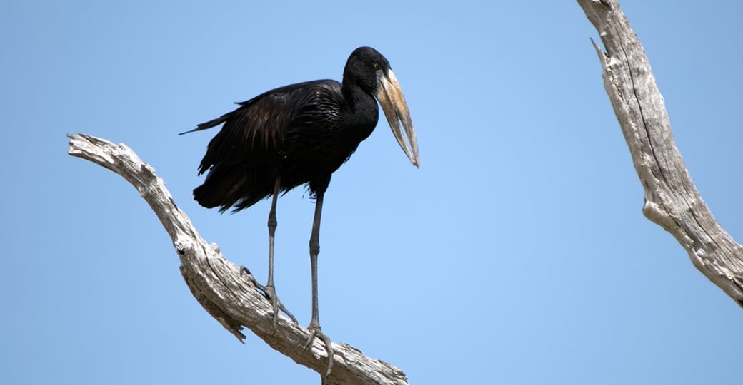 African Open Billed stork - a great photo opportunity on your Tanzania safari. African Open Billed stork - a great photo opportunity on your Tanzania safari.