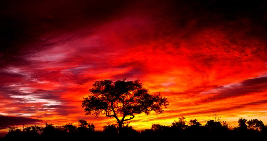 An African sunset in Kruger National Park is a sight to behold on all South African safaris. An African sunset in Kruger National Park is a sight to behold on all South African safaris.