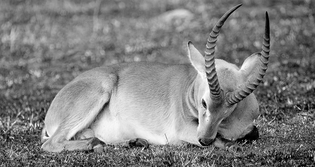 Antelope sleeps on the ground Antelope sleeps on the ground