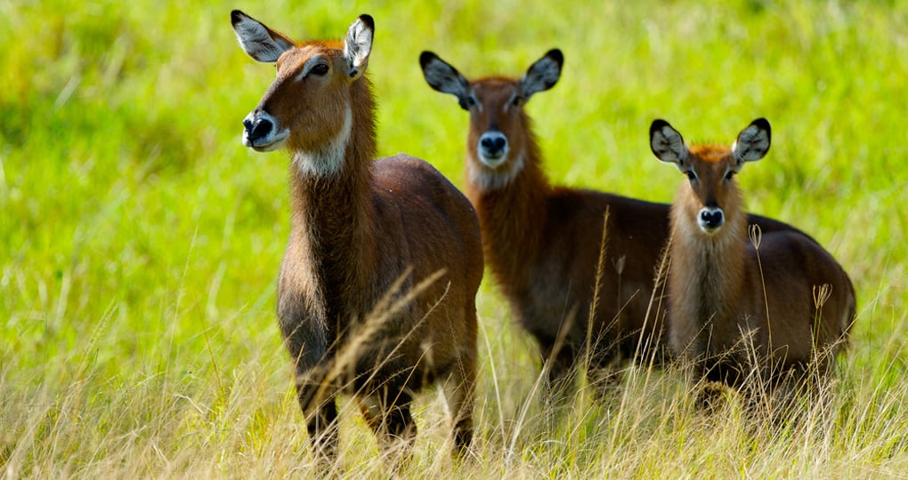 Antelopes together in Lake Mburo National Park - a great photo opportunity while on your Uganda safari. Antelopes together in Lake Mburo National Park - a great photo opportunity while on your Uganda safari.