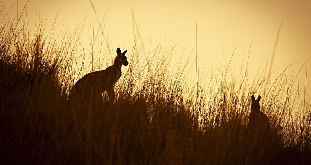 Australian kangaroos silhouetted at sunset Australian kangaroos silhouetted at sunset