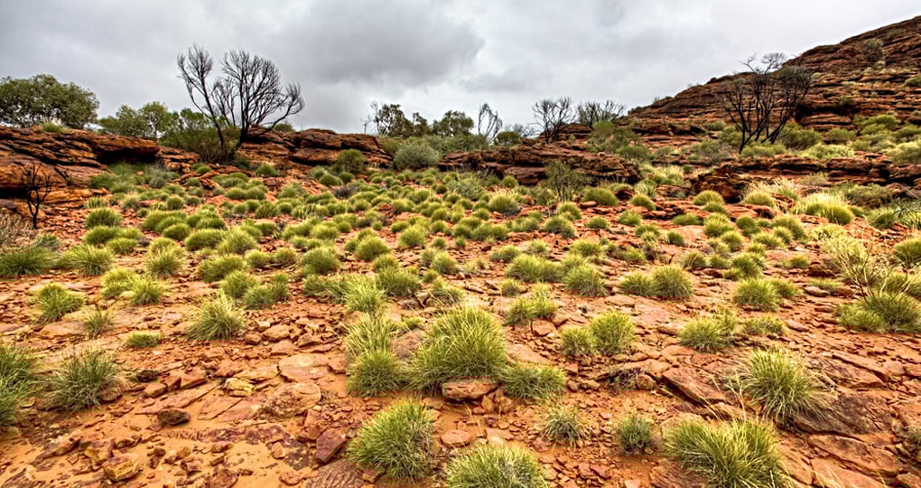 All trips to Australia should include a visit to the arid landscape of the Australian outback. All trips to Australia should include a visit to the arid landscape of the Australian outback.
