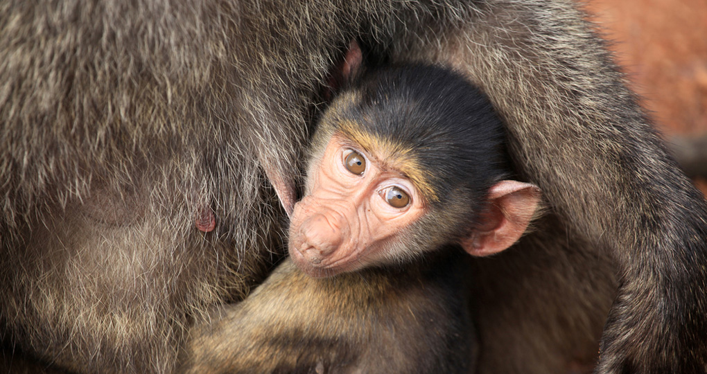 Baby baboon poses for the camera. Baby baboon poses for the camera