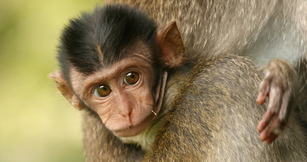 A baby monkey with its mom