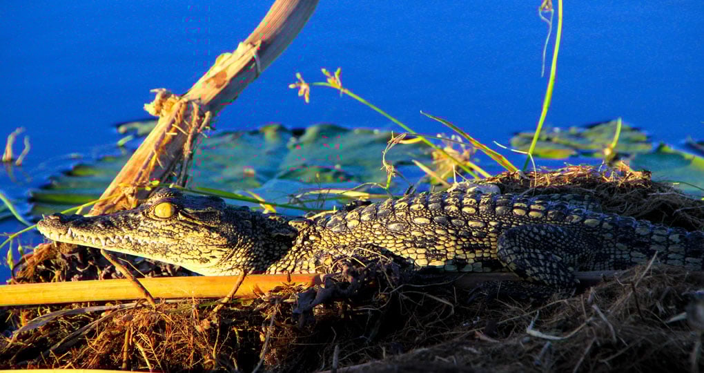 A baby Nile crocodile in the Okavanga Delta - a great photo opportunity on all Botswana safaris. A baby Nile crocodile in the Okavanga Delta - a great photo opportunity on all Botswana safaris.