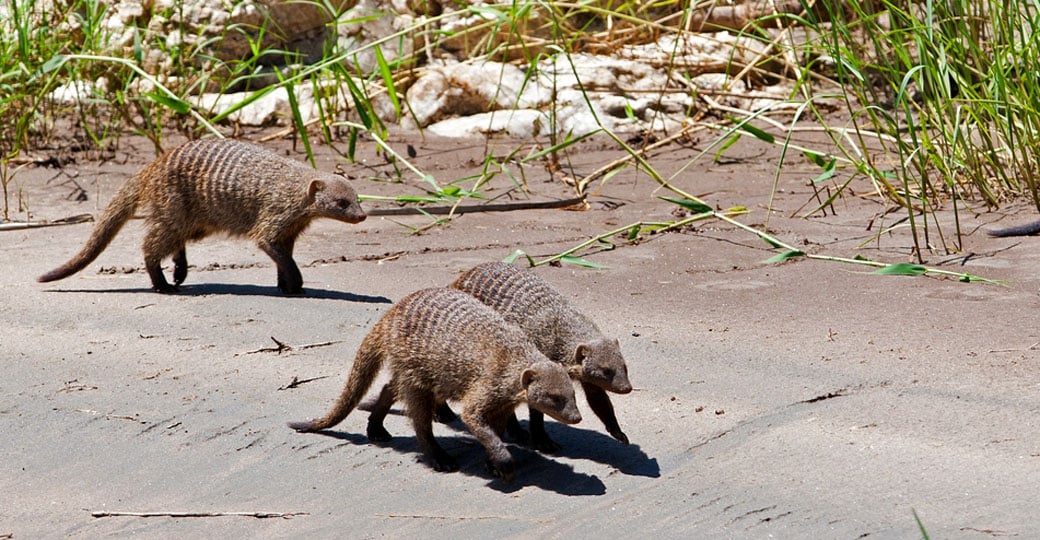 Banded mongooses Banded mongooses