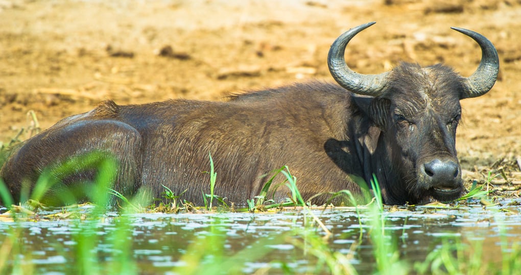 A buffalo laying along the waters edge A buffalo laying along the waters edge
