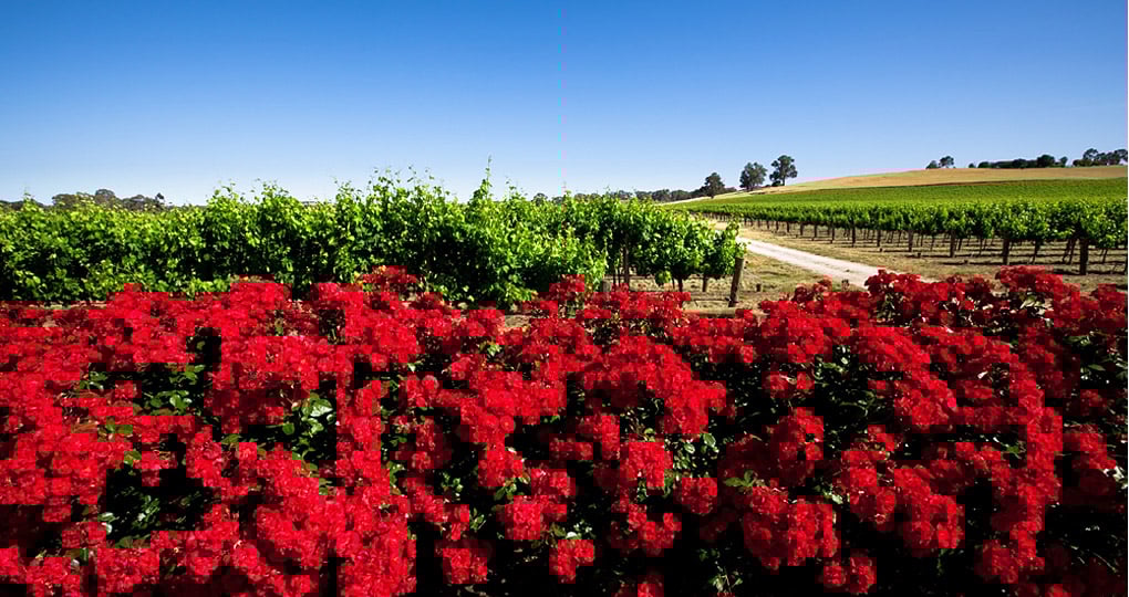 It is home to such companies as Penfolds and Wolf Blass It is home to such companies as Penfolds and Wolf Blass