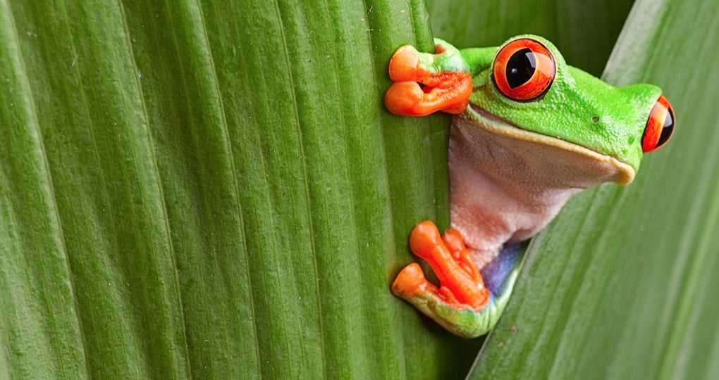 Red Eyed tree frog