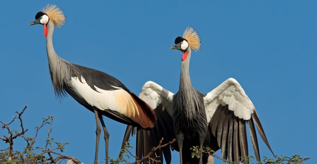 Crowned cranes