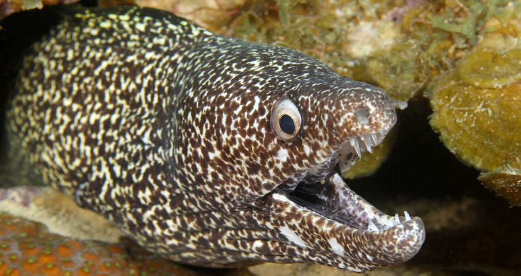 Roatan Tours Roatan Tours