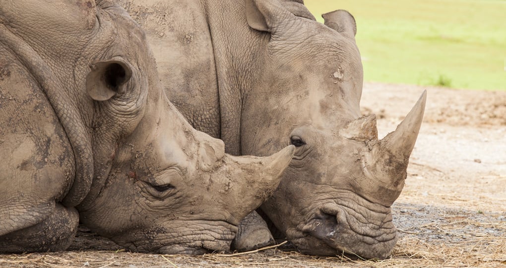 Family of rhino sleep on the ground Family of rhino sleep on the ground