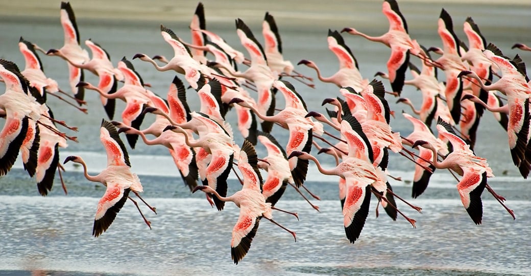 Flamingoes flying low in the crater
