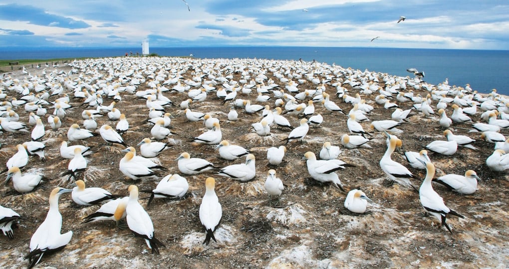 Gannets at Cape Kidnappers gannet colony Gannets at Cape Kidnappers gannet colony