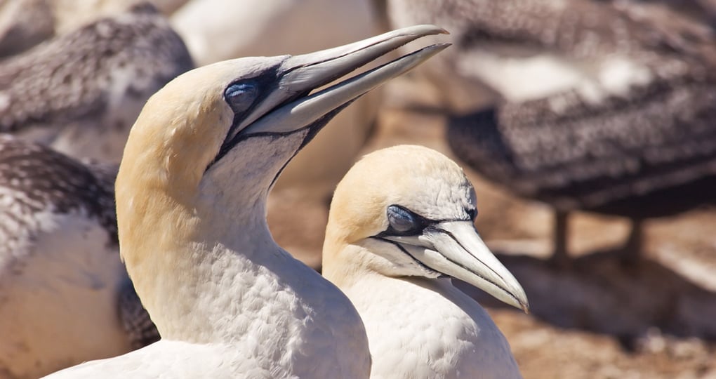 Gannets basking in the sun at Cape Kidnappers gannet colony is a great photo opportunity on your New Zealand vacation Gannets basking in the sun at Cape Kidnappers gannet colony is a great photo opportunity on your New Zealand vacation
