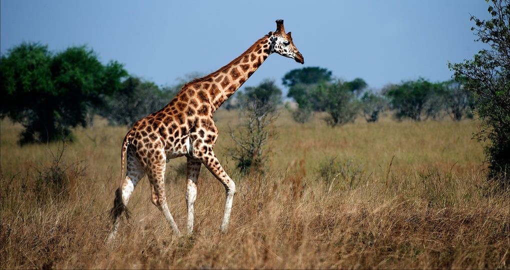 The majestic giraffe as seen on a Queen Elizabeth National Park safaris. The majestic giraffe as seen on a Queen Elizabeth National Park safaris.