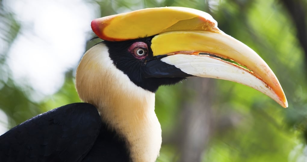 A Great Hornbill