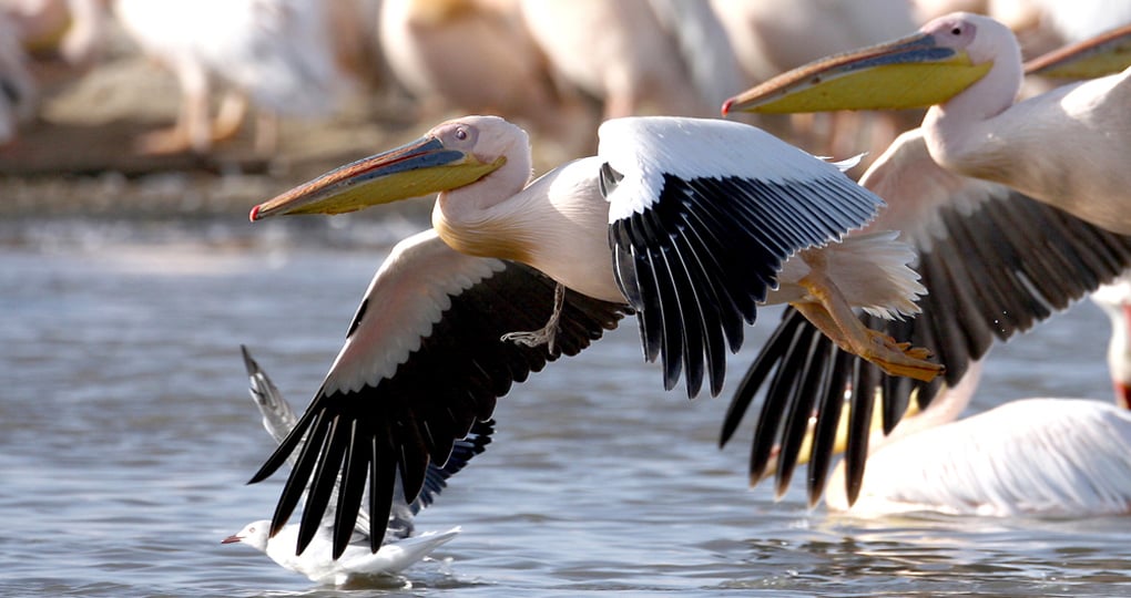 A Great White pelican A Great White pelican