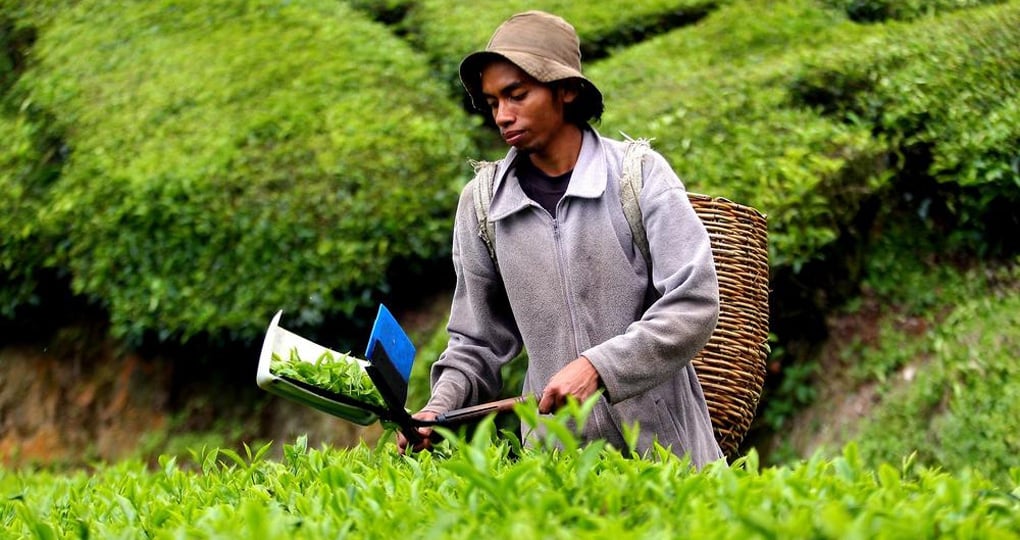 Harvesting tea leaves