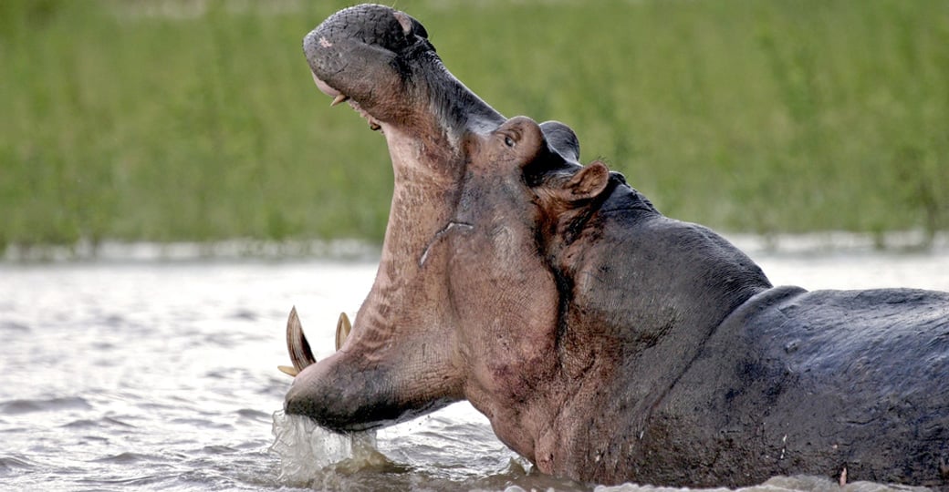 A hippo with its mouth wide open in the Rufiji River A hippo with its mouth wide open in the Rufiji River