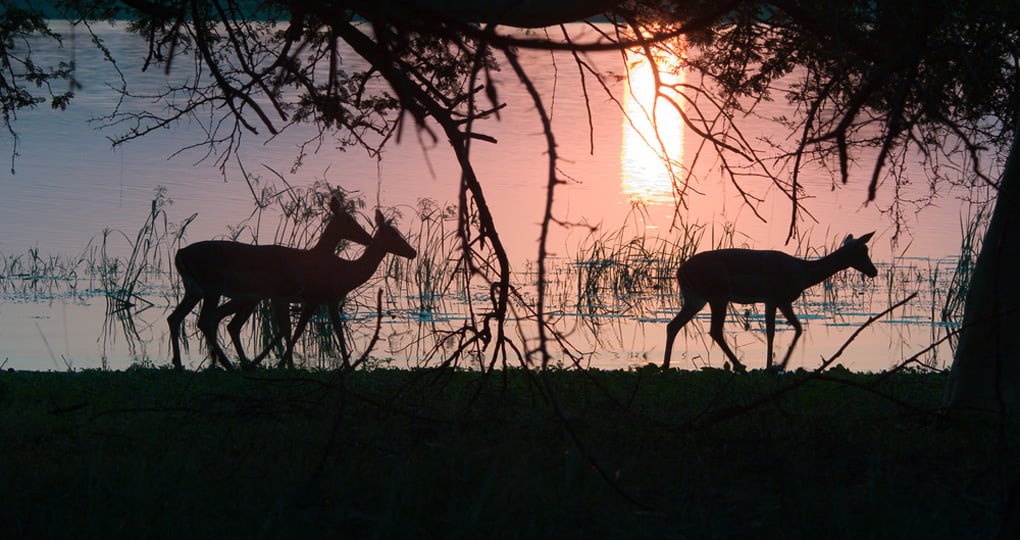 Impala silhouetted against the setting sun makes for a great photo on all South African vacations. Impala silhouetted against the setting sun makes for a great photo on all South African vacations.