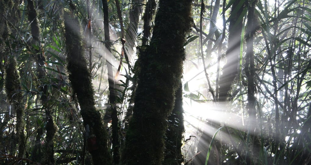 The dense jungle of Mulu National Park The dense jungle of Mulu National Park