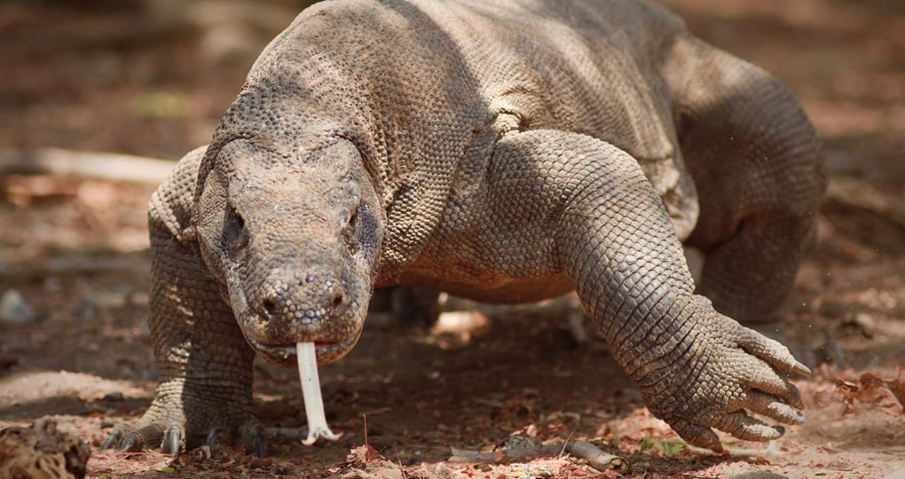 The Komodo Dragon is also known as the Komodo monitor