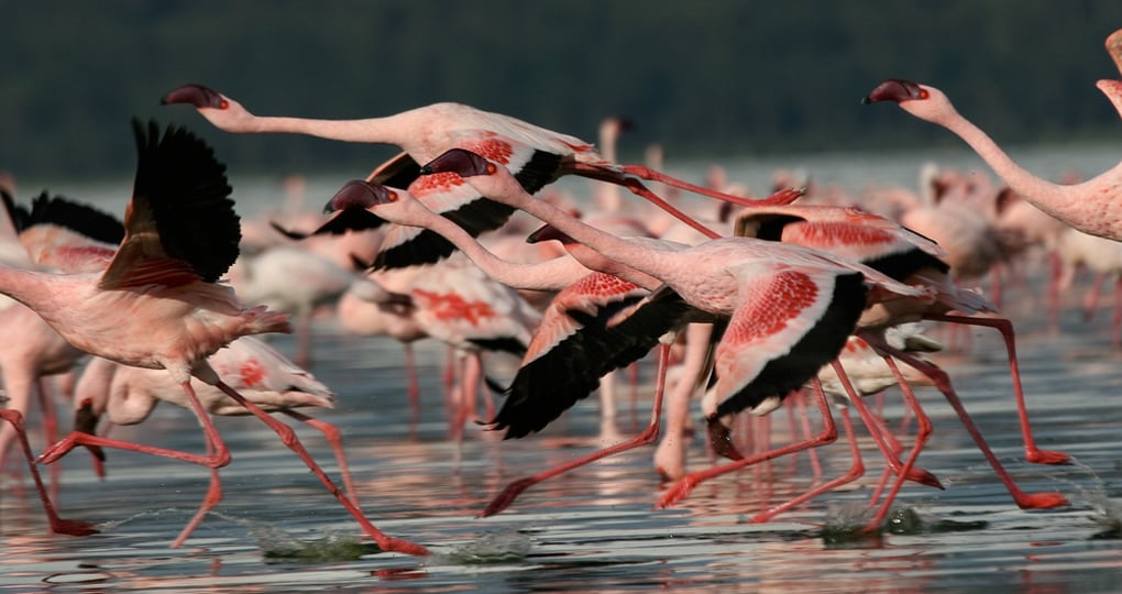 Lesser flamingos make for a great photo opportunity while on your Kenyan safari. Lesser flamingos make for a great photo opportunity while on your Kenyan safari.