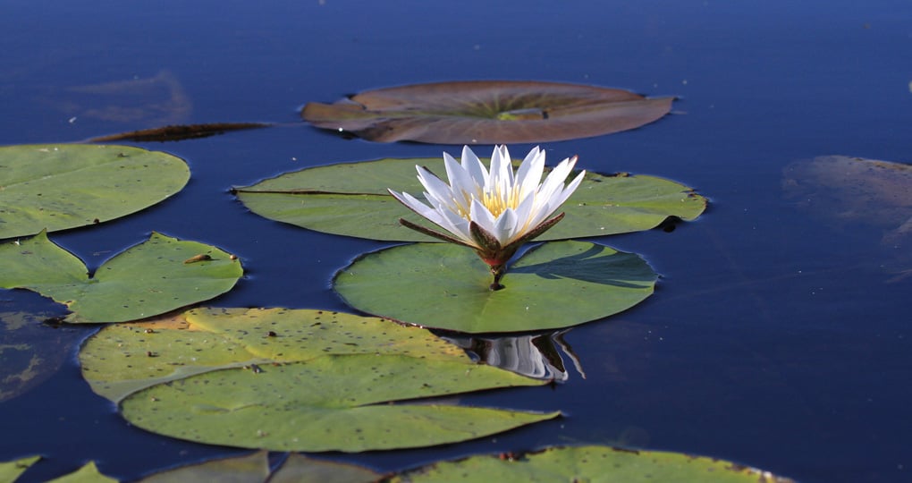 Lilies in Okavango Delta Lilies in Okavango Delta