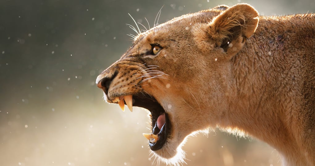 Lioness displays dangerous teeth during light rainstorm in Kruger National Park, but it makes for a great photograph on your South Africa safari. Lioness displays dangerous teeth during light rainstorm in Kruger National Park, but it makes for a great photograph on your South Africa safari.