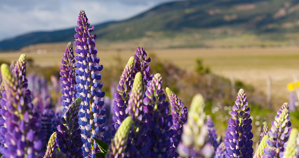 Torres del Paine National Park Trips Torres del Paine National Park Trips