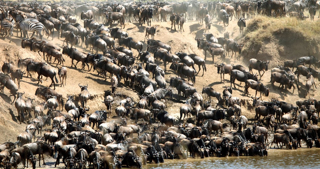 The Wildebeest migration is a very popular time for people looking to do a Kenyan safari. The Wildebeest migration is a very popular time for people looking to do a Kenyan safari.