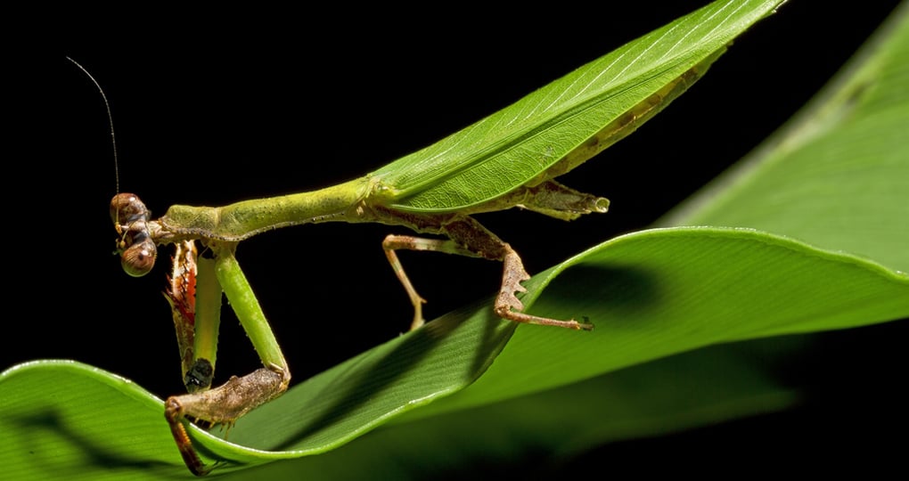 A Praying Mantis up close A Praying Mantis up close